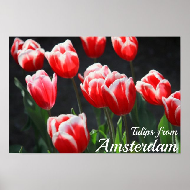 Tuliper från Amsterdam Poster (Framsidan)
