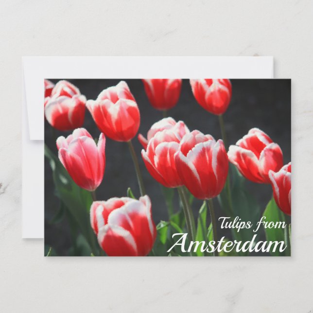 Tuliper från Amsterdamkort (Framsida)