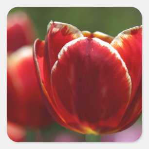 Tuliper Fyrkantigt Klistermärke