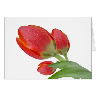 Tuliper Hälsningskort