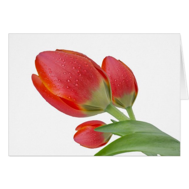 Tuliper Hälsningskort (Framsidan Horizontal)