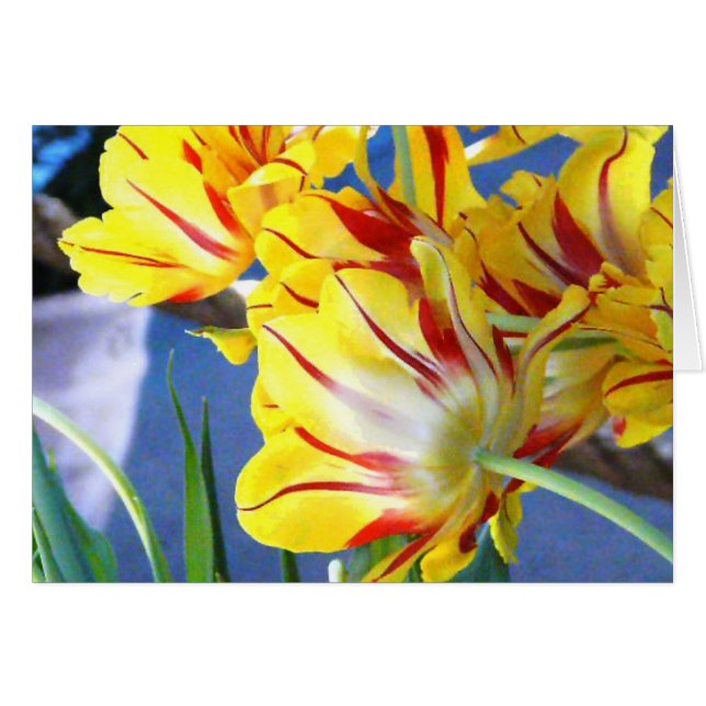 Tuliper Hälsningskort (Framsidan Horizontal)