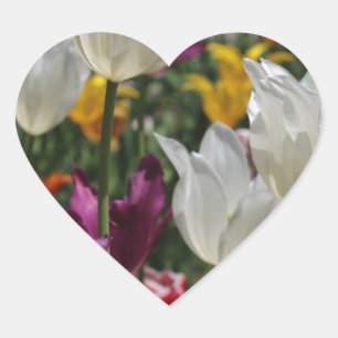 Tuliper Hjärtformat Klistermärke