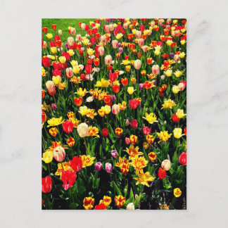 Tuliper i Bloom Vykort
