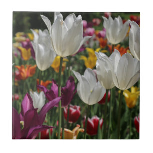 Tuliper Kakelplatta
