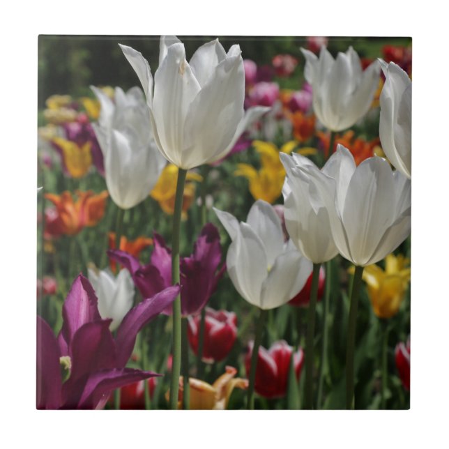 Tuliper Kakelplatta (Framsidan)
