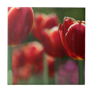 Tuliper Kakelplatta