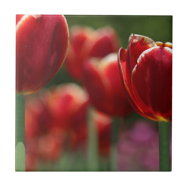 Tuliper Kakelplatta (Framsidan)