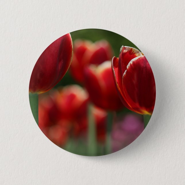 Tuliper Knapp (Framsida)