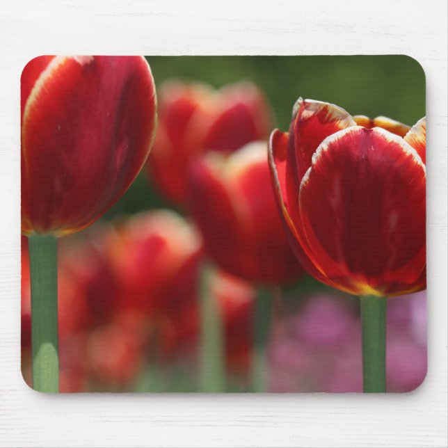 Tuliper Musmatta (Framsidan)