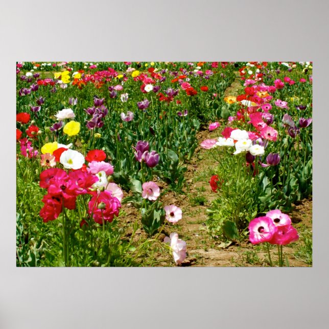 Tuliper och poppies poster (Framsidan)