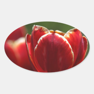 Tuliper Ovalt Klistermärke