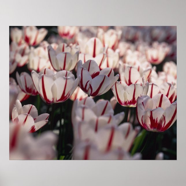 Tuliper Poster (Framsidan)