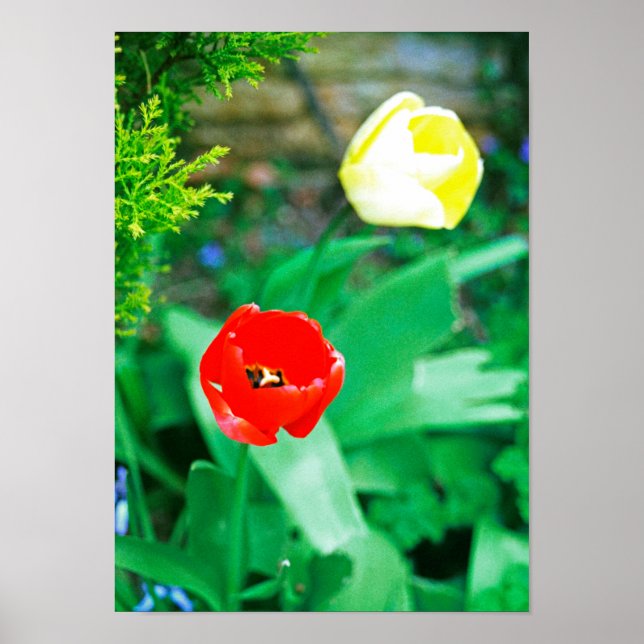 Tuliper Poster (Framsidan)