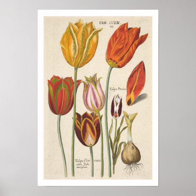 Tuliper Poster (Framsidan)