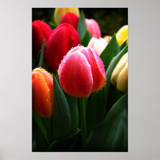 Tuliper Poster
