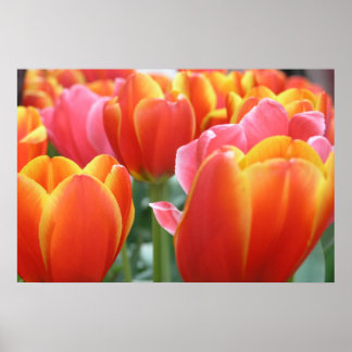 Tuliper Poster