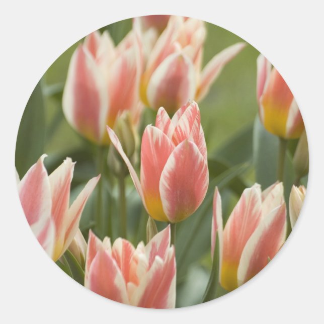 Tuliper Runt Klistermärke (Framsida)