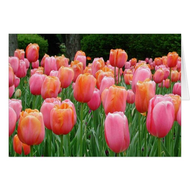 Tuliper, tulpaner, tulpaner hälsningskort (Framsidan Horizontal)