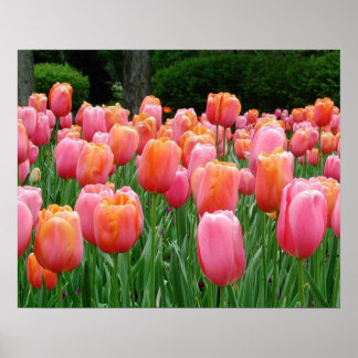 Tuliper, tulpaner, tulpaner poster