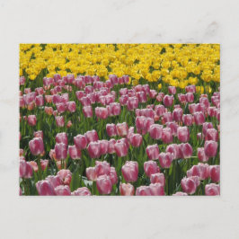 Tuliper Vykort