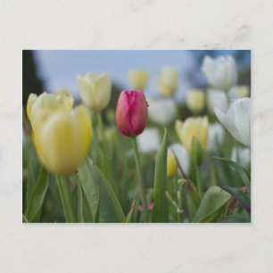 Tuliper Vykort