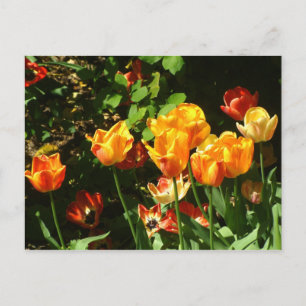 Tuliper vykort
