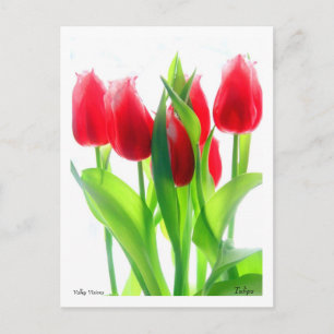 Tuliper Vykort