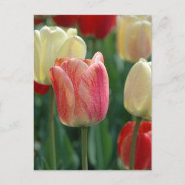 Tuliper Vykort
