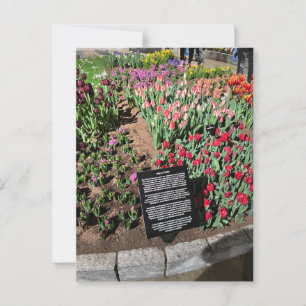 Tuliper Vykort