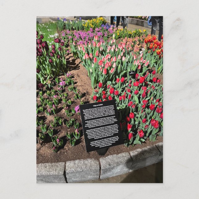 Tuliper Vykort (Framsida)