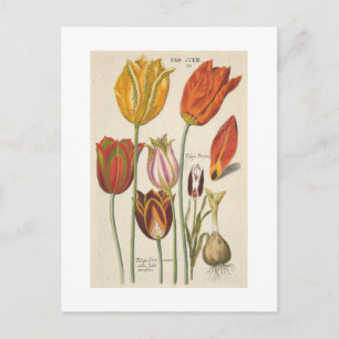 Tuliper Vykort