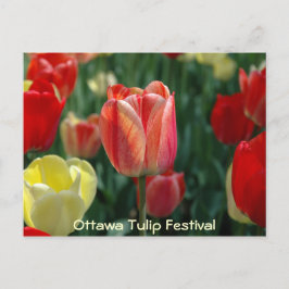 Tuliper Vykort