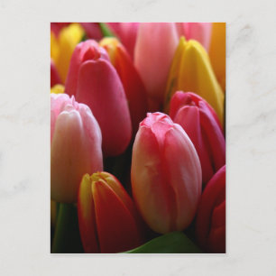 Tuliper Vykort