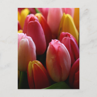 Tuliper Vykort