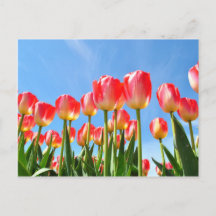 Tuliper