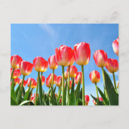 Tuliper Vykort