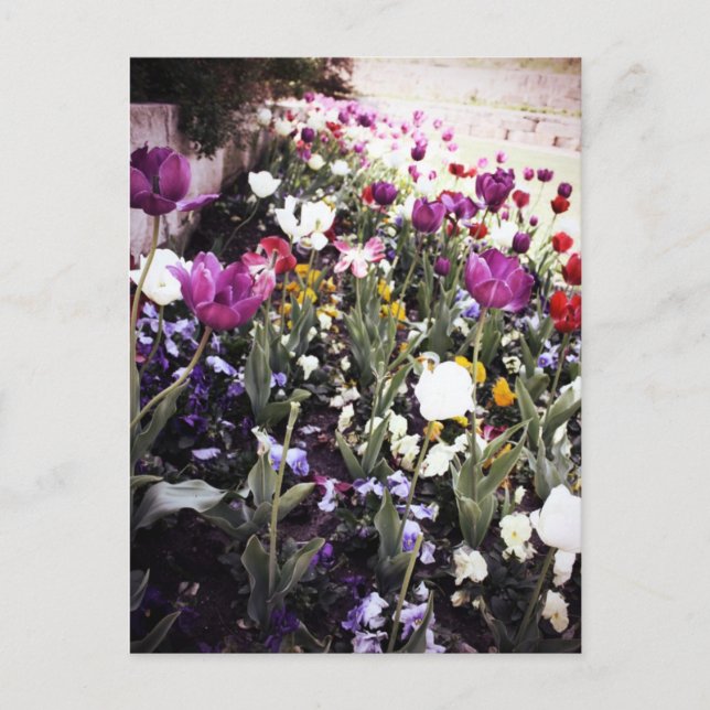 Tuliper Vykort (Framsida)
