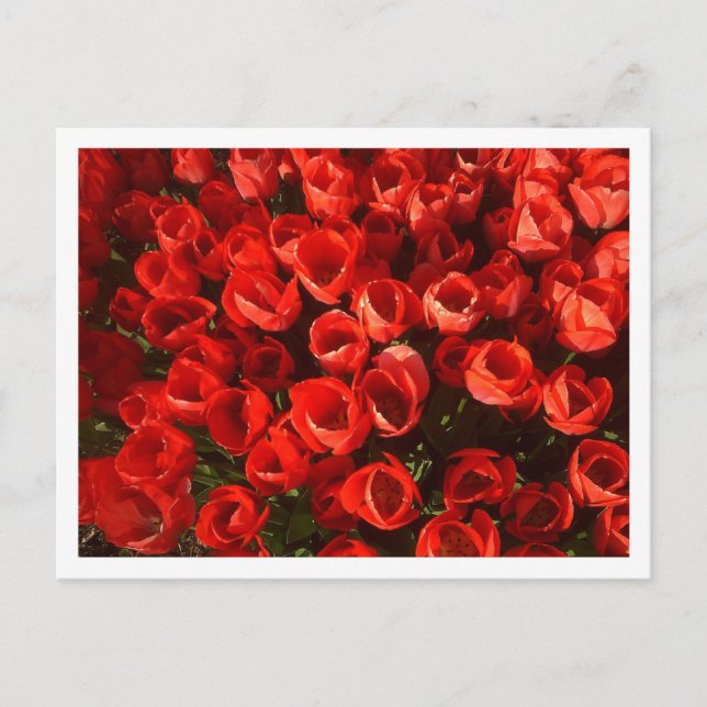 Tuliper Vykort (Framsida)