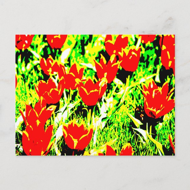 Tuliper Vykort (Framsida)