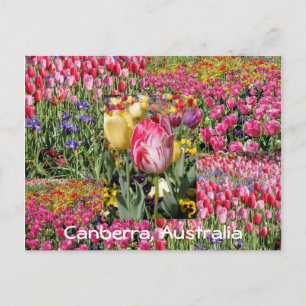 Tulipfestival, Canberra, Australiens vykort