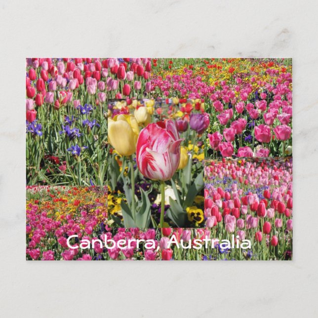 Tulipfestival, Canberra, Australiens vykort (Framsida)