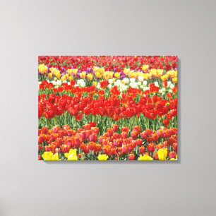 Tulipfestival Färgat Fält av Tulpaner Fin Konst Canvastryck