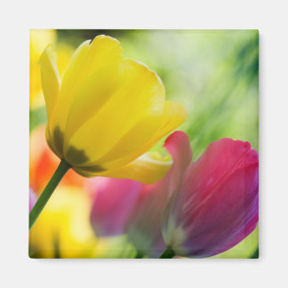 Tuliphagnet Magnet