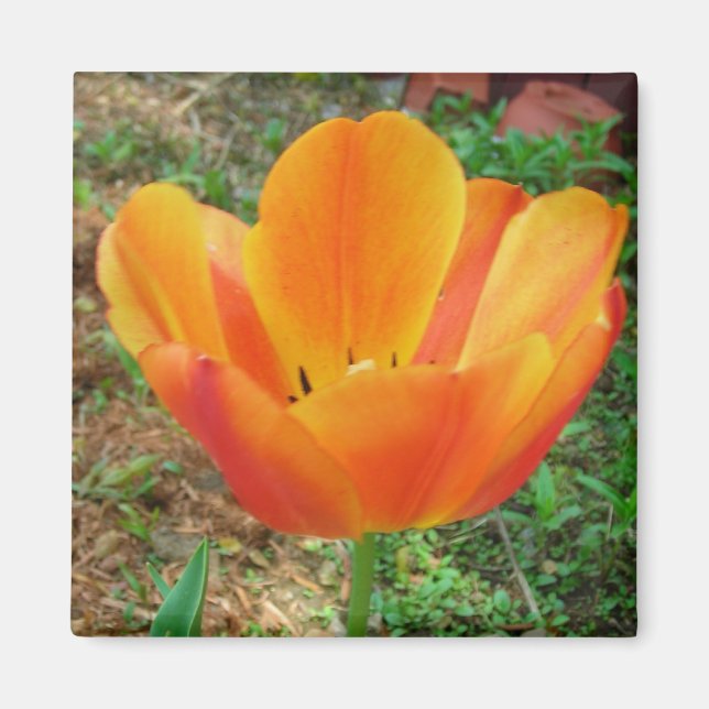 Tulipmagnet Magnet (Framsidan)