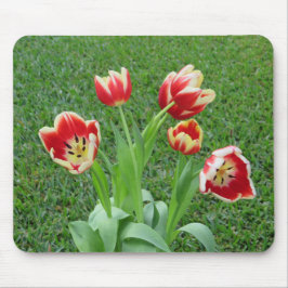 Tulipmusmatta Musmatta