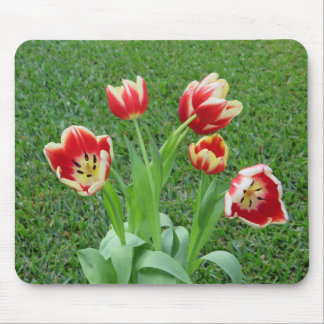 Tulipmusmatta Musmatta