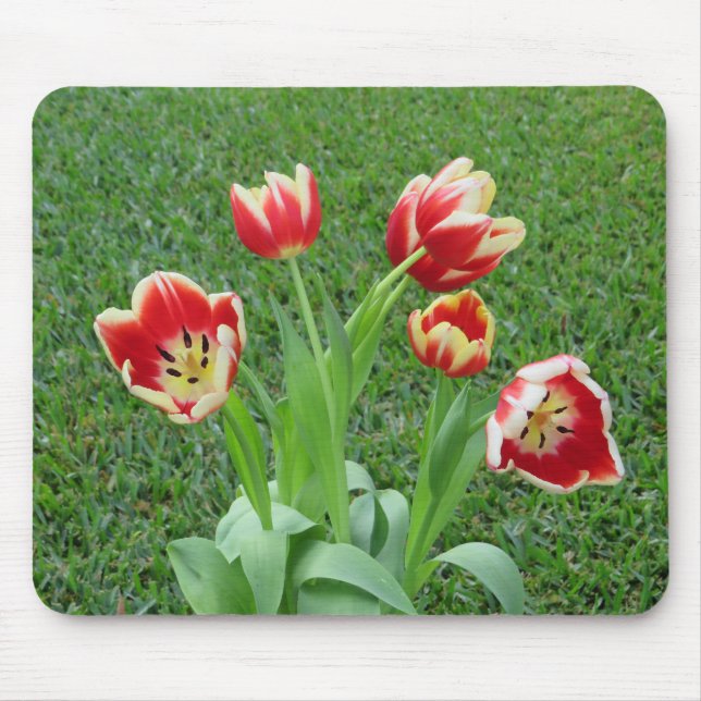 Tulipmusmatta Musmatta (Framsidan)