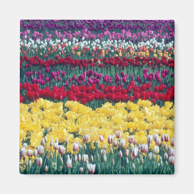 Tulipodlings trädgård i Skagit county, Magnet (Framsidan)
