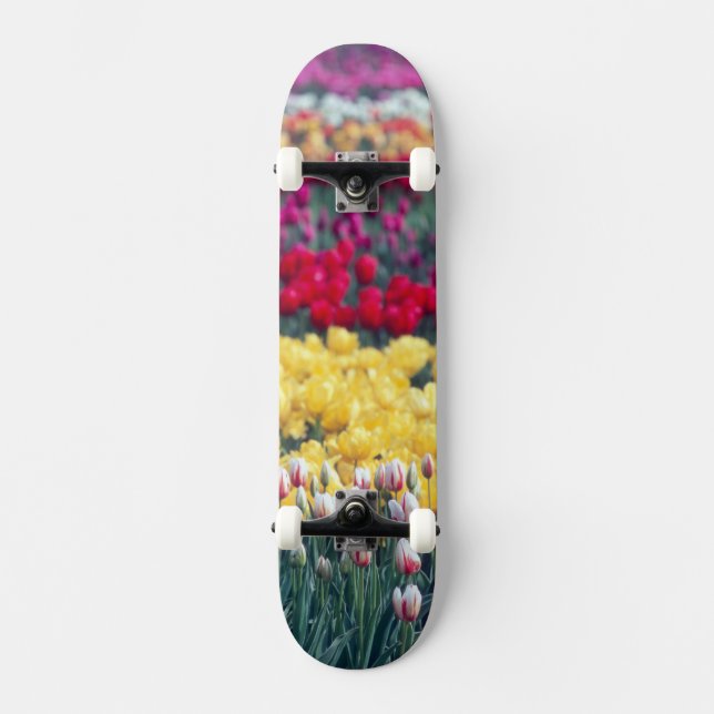 Tulippark i Skagitdalen, Skateboard Bräda 21,5 Cm (Framsida)
